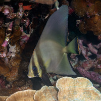 Platax pinnatus (Pinnate Spadefish)