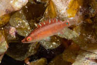 Oxycheilinus celebicus (Celebes Wrasse)