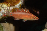 Oxycheilinus celebicus (Celebes Wrasse)