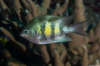 Amblyglyphidodon curacao (Staghorn Damsel)