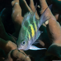 Amblyglyphidodon curacao (Staghorn Damsel)