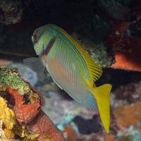 Siganus doliatus (Barred Rabbitfish)