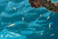 Petroscirtes breviceps (Shorthead Fangblenny)