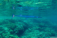 Tylosurus crocodilus (Houndfish)