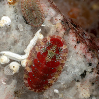 Dendrochiton flectens (Painted Dendrochiton)