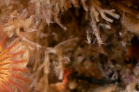 Caprella sp.1 (Skeleton Shrimp)