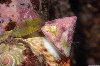 Acmaea mitra (Whitecap Limpet)