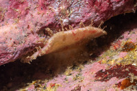 Placiphorella velata (Veiled Chiton)
