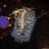 Corella willmeriana (Corella Willmeriana)