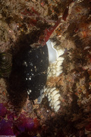 Atrimitra idae (Ida's Miter)