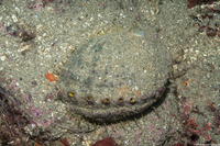Haliotis fulgens (Green Abalone)