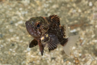 Sebastes miniatus (Vermilion Rockfish)