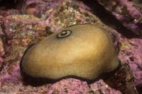 Megathura crenulata (Giant Keyhole Limpet)