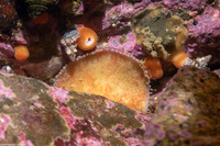 Placiphorella velata (Veiled Chiton)