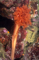 Cucumaria miniata (Orange Sea Cucumber)