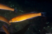 Oxyjulis californica (Señorita)