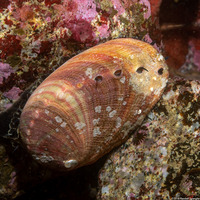 Haliotis rufescens (Red Abalone)