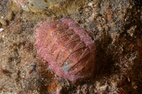 Lepidozona cooperi (Cooper's Chiton)