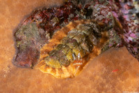 Mopalia ciliata (Hairy Chiton)