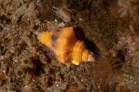 Paciocinebrina barbarensis (Paciocinebrina Barbarensis)