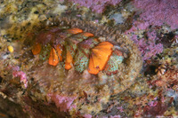 Mopalia spectabilis (Red-Flecked Mopalia)