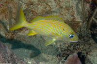 Haemulon flavolineatum (French Grunt)