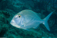 Calamus bajonado (Jolthead Porgy)