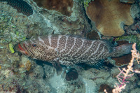 Mycteroperca tigris (Tiger Grouper)