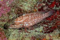 Cephalopholis cruentata (Graysby)