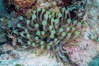 Condylactis gigantea (Giant Anemone)