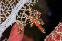 Podochela sp.1 (Neck Crab)