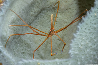 Stenorhynchus seticornis (Yellowline Arrow Crab)