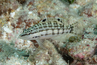 Serranus tigrinus (Harlequin Bass)