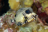 Lactophrys triqueter (Smooth Trunkfish)