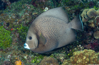 Pomacanthus arcuatus (Gray Angelfish)