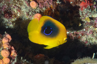 Holacanthus tricolor (Rock Beauty)