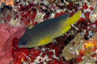 Stegastes variabilis (Cocoa Damselfish)