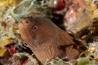 Gymnothorax miliaris (Goldentail Moray)