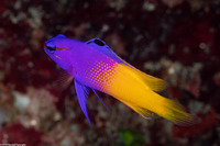 Gramma loreto (Fairy Basslet)