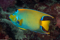 Holacanthus ciliaris (Queen Angelfish)