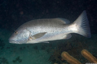 Lutjanus cyanopterus (Cubera Snapper)