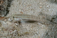 Gnatholepis thompsoni (Goldspot Goby)