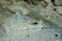 Bothus ocellatus (Eyed Flounder)