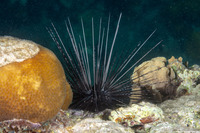 Diadema antillarum (Long-Spined Urchin)