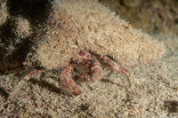 Paguristes puncticeps (Whitespeckled Hermit Crab)