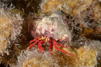 Paguristes cadenati (Red Reef Hermit Crab)