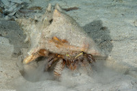 Petrochirus diogenes (Giant Hermit Crab)