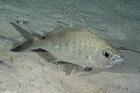 Gerres cinereus (Yellowfin Mojarra)
