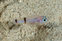 Apogon binotatus (Barred Cardinalfish)