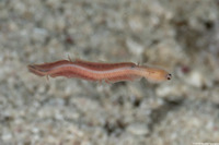 Phylum Nemertea (Ribbon Worm)